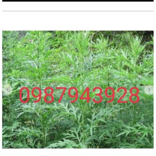 lá ngải cứu 1kg