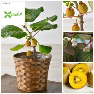 Hạt giống kiwi - 30 hạt