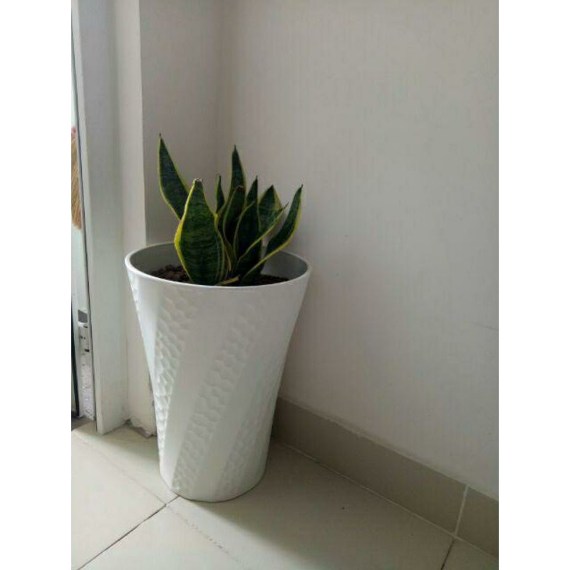 Chậu nhựa trồng cây dáng cao- chậu sóng 30x40cm