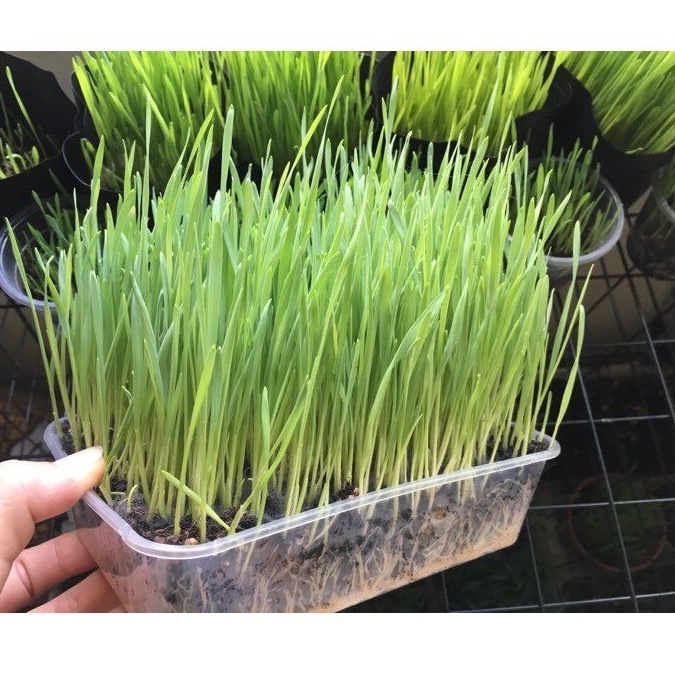 Cỏ lúa mạch tươi trị búi lông hỗ trợ tiêu hóa cho chó mèo