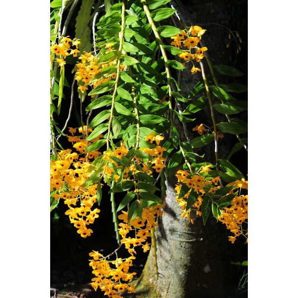 Lan Hoàng thảo long nhãn 1kg