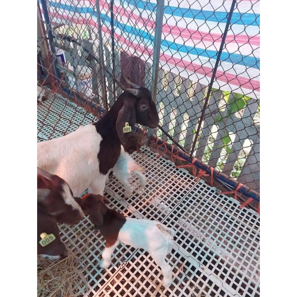 Sàn nuôi dê, chồn hương, ngan gà vịt 100*50 cm