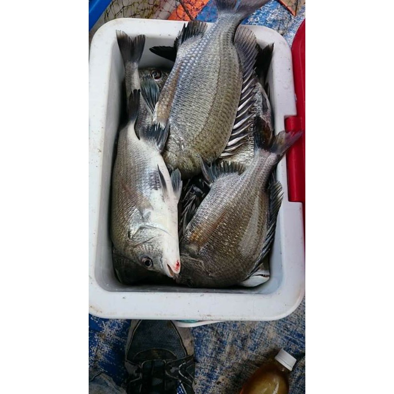 Mồi xả dụ cá tráp . Sea bream fishing