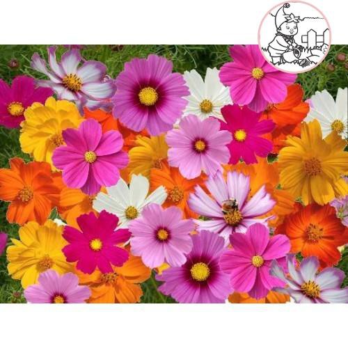 HẠT HOA SAO NHÁI LOA KÈN NHIỀU MÀU - GÓI 1 GRAM