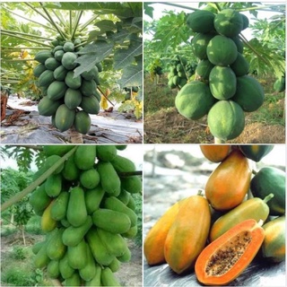 HẠT GIỐNG CÁC LOẠI ĐU ĐỦ - 1 gói