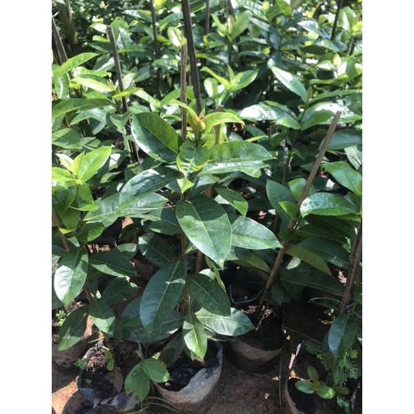 Đơn mỹ hồng cây cao 50cm