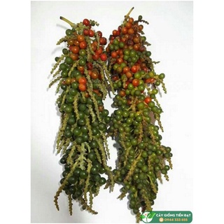 Cây Giống HỒ TIÊU THEKKEN . ( Tiêu chùm).