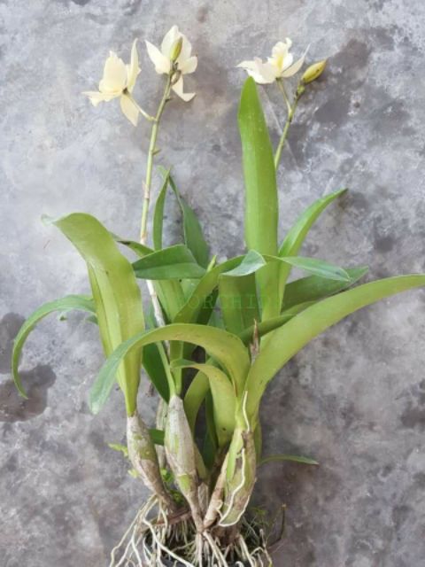 Cattleya lai ency trắng