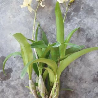 Cattleya lai ency trắng