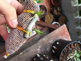 Phi điệp tím yên tử