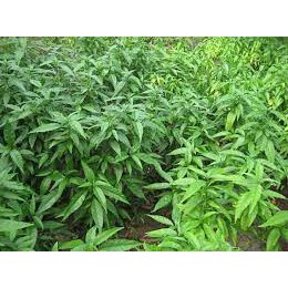 ☑️ CÂY XƯƠNG KHĨ cây bìm bịp cây thuố.c nam ngâm rượu nấu nước hỗ trợ bệnh cơ xương khớp 1Kg