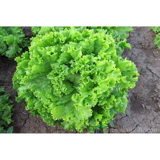 Hạt Giống Rau Xà Lách Xoăn Chịu Nhiệt Dễ Trồng