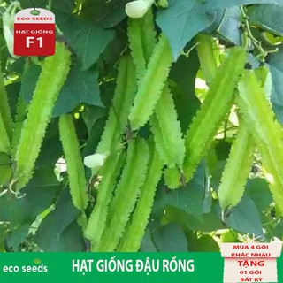 HẠT GIỐNG ĐẬU RỒNG - ĐỖ KHẾ Q13 Eco seeds KLT 10g