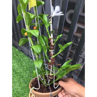 Combo 10 Miếng Mút Hữu Cơ Ươm Kei Hà Lan
