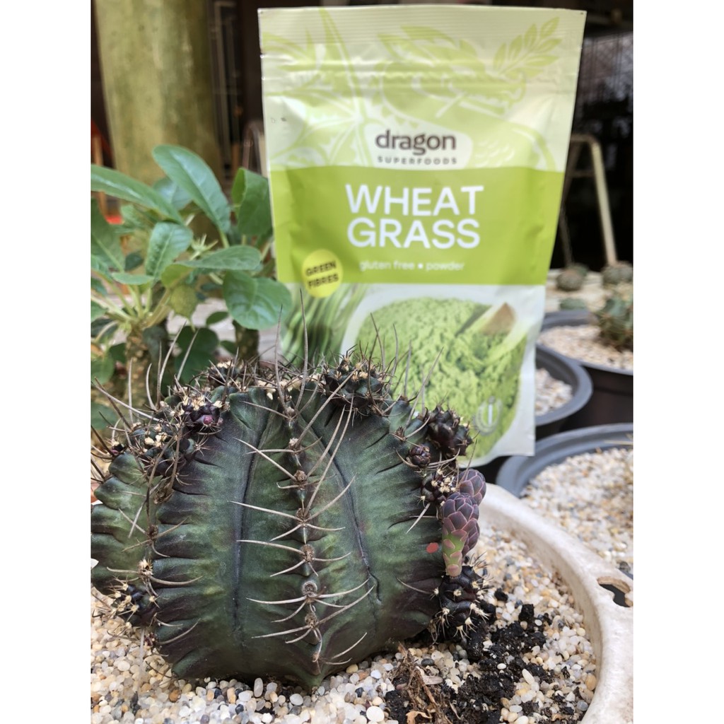 Bột cỏ lúa mì hữu cơ Dragon Superfoods 150g