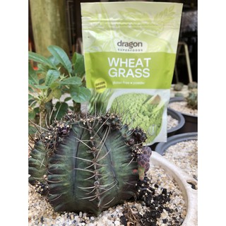 Bột cỏ lúa mì hữu cơ Dragon Superfoods 150g