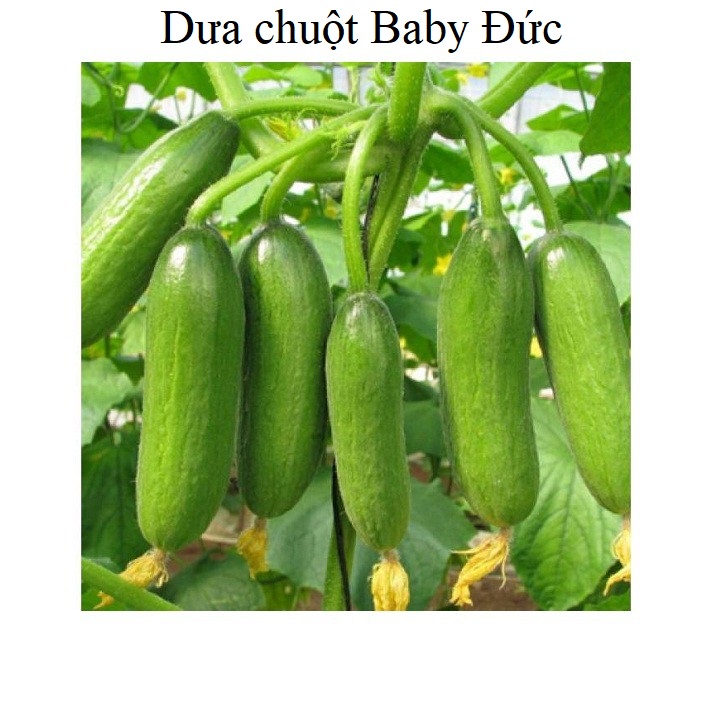 Hạt giống Dưa chuột baby Phú Điền