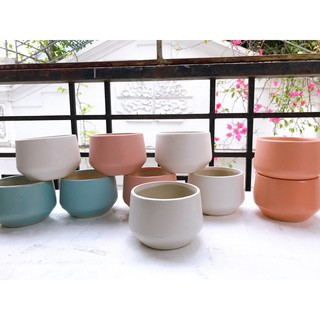 Cây sen đá mông lithops 1 năm tuổi