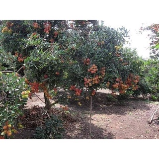 CÂY GIỐNG CHÔM CHÔM RUỘT VÀNG ( CÂY GHÉP SIÊU SỚM )
