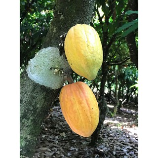 Bột cacao CacaoMi Premium 80g