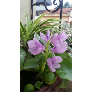 Bèo tây - lục bình  - phụ kiện bể cá mini