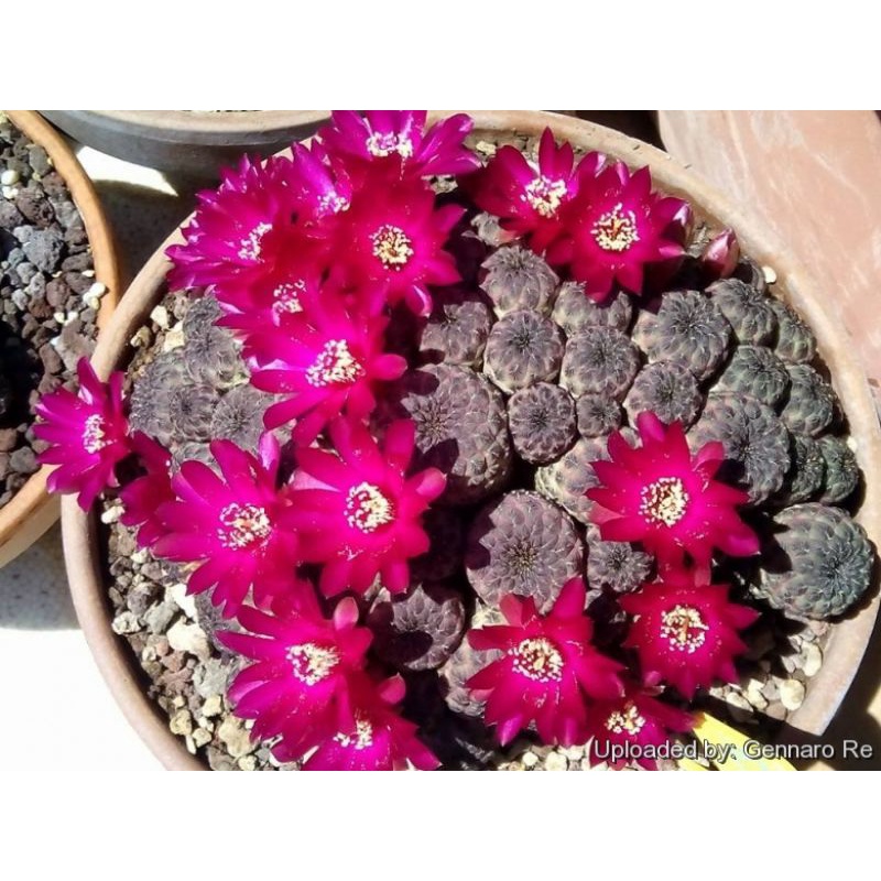 Sale 50%-Xương rồng Sulcorebutia Rauchi tím chậu nhiều cây con.