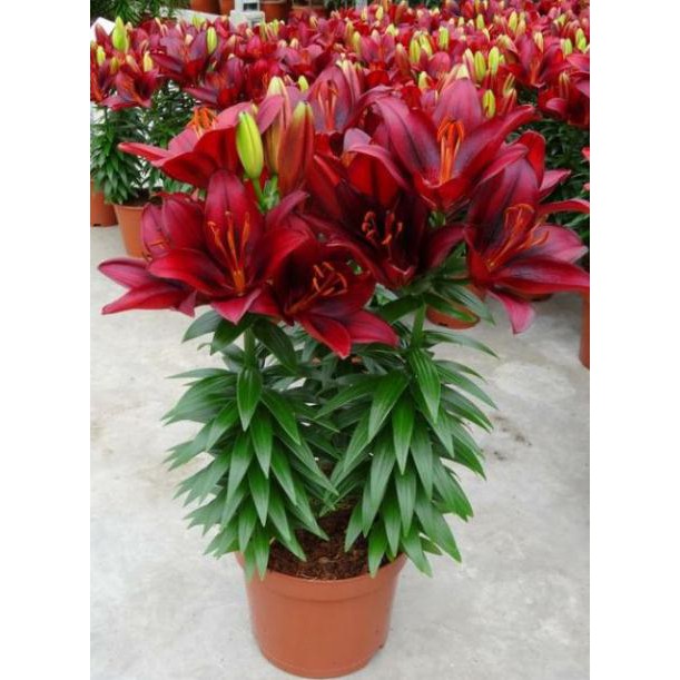 Combo 10 củ hoa ly lùn trồng tết