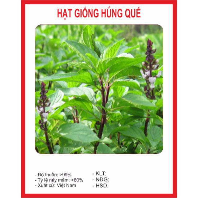 Hạt Giống Rau Húng Quế 2g luckyseed hạt siêu rẻ