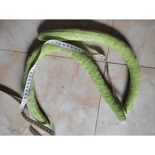 hạt giông dưa chuột rắn thai lan