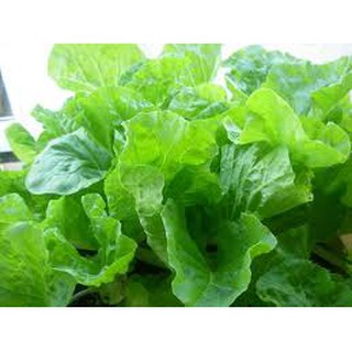 HẠT GIỐNG CẢI BẸ DÚN
