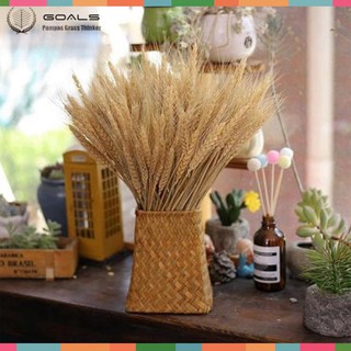 (Mua 10 bó tặng 1 bó) Bó lúa mạch khô trang trí, decor nhà cửa, showroom