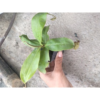 Cây cảnh nắp ấm