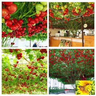 Hạt giống cà chua bạch tuột