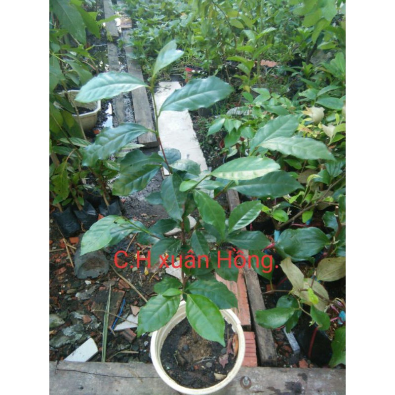 chậu cây trà xanh(chè xanh) cây đẹp, cao 60-80cm.