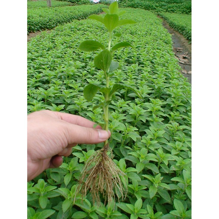 Hạt giống cỏ ngọt stevia - 1 gói 50 hạt