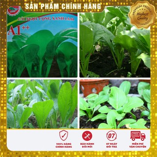 Hạt giống rau cải ngọt cọng xanh ngắn ngày - 20gr