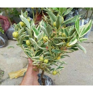 cây tắt cẩm thạch đang cho trái đẹp