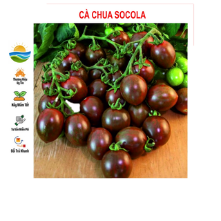 Hạt giống cà chua socola 20 hạt