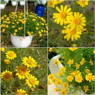 Hạt giống hoa cúc sao băng 50 hạt/gói