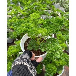 Chậu cây Gia vị Ngò tây