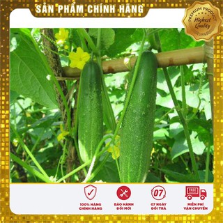 Hạt Giống Dưa Chuột Thái Lan(10 hạt)