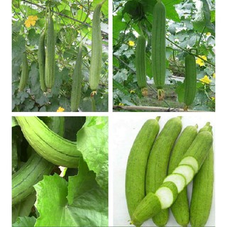 Combo 2 gói hạt giống mướp hương Thái ( 2 gói 40 hạt )