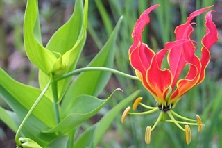 Khuôn làm hoa đất sét- hoa lily lửa