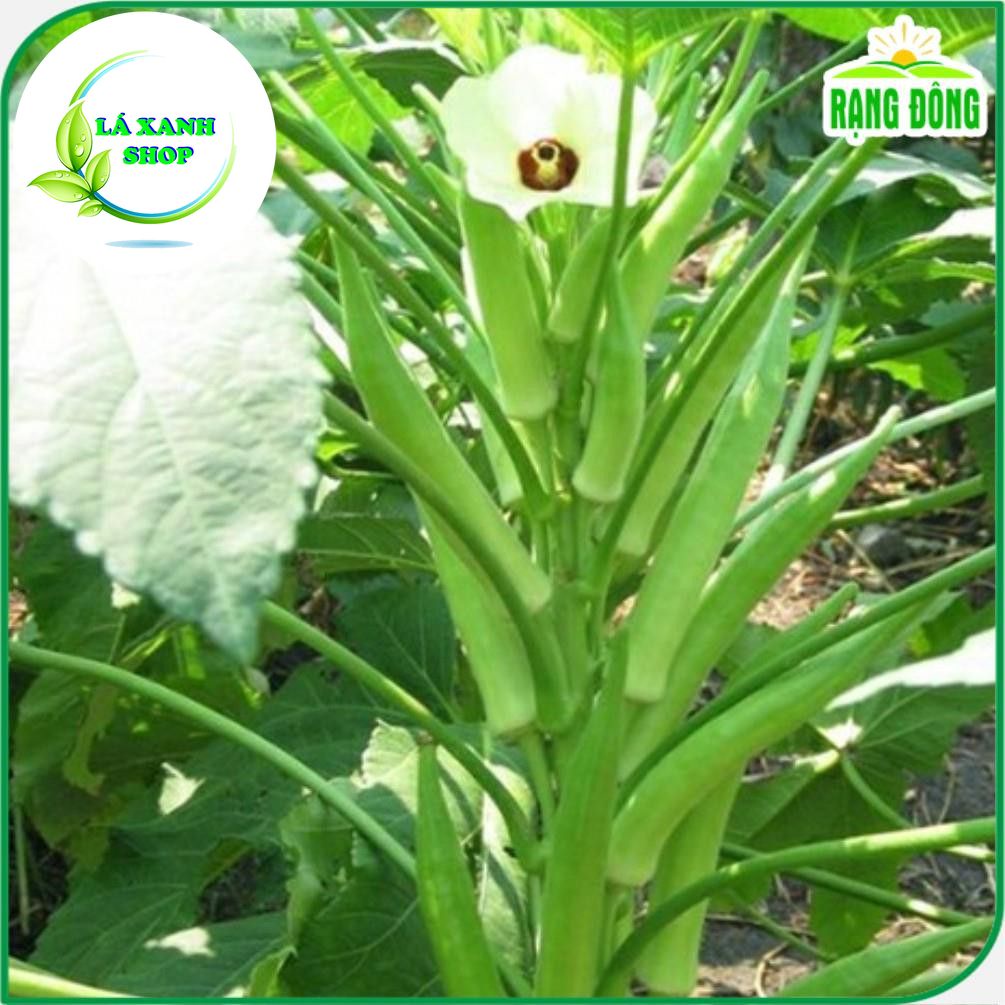Hạt giống Đậu Bắp Cao Sản, Trồng Quanh Năm, Dễ Chăm Sóc (gói 20 gram) - Hạt giống Rạng Đông