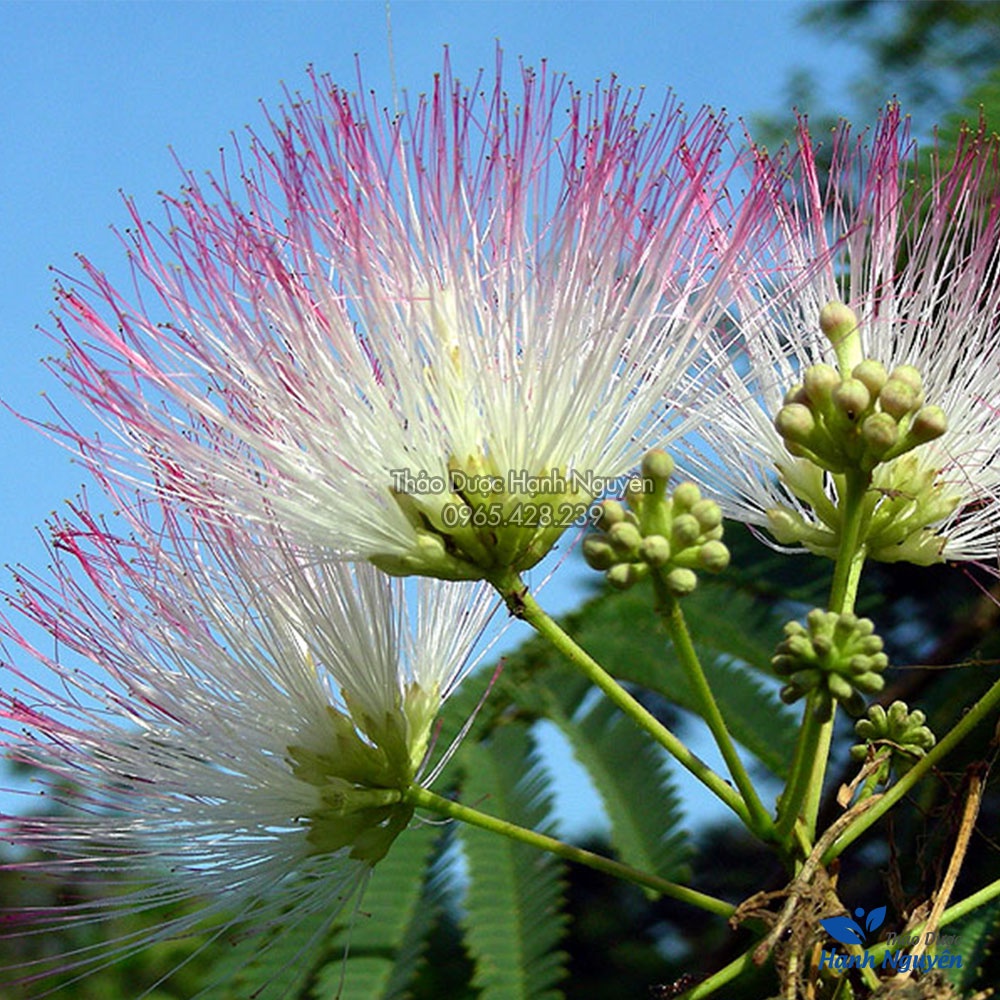 Hợp hoan bì 100g (Hợp hôn bì, giảm suy nhược, hỗ trợ mất ngủ) - Thảo Dược Hạnh Nguyên