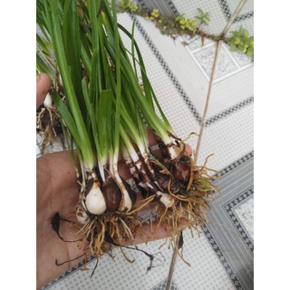 Củ hoa huệ mưa loại lớn.