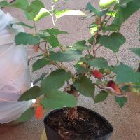 Cây dâu tằm bonsai SIÊU TRÁI