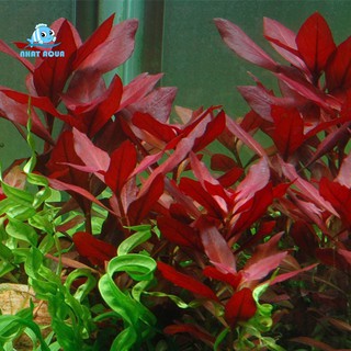 Cây Thủy Sinh Táo Đỏ