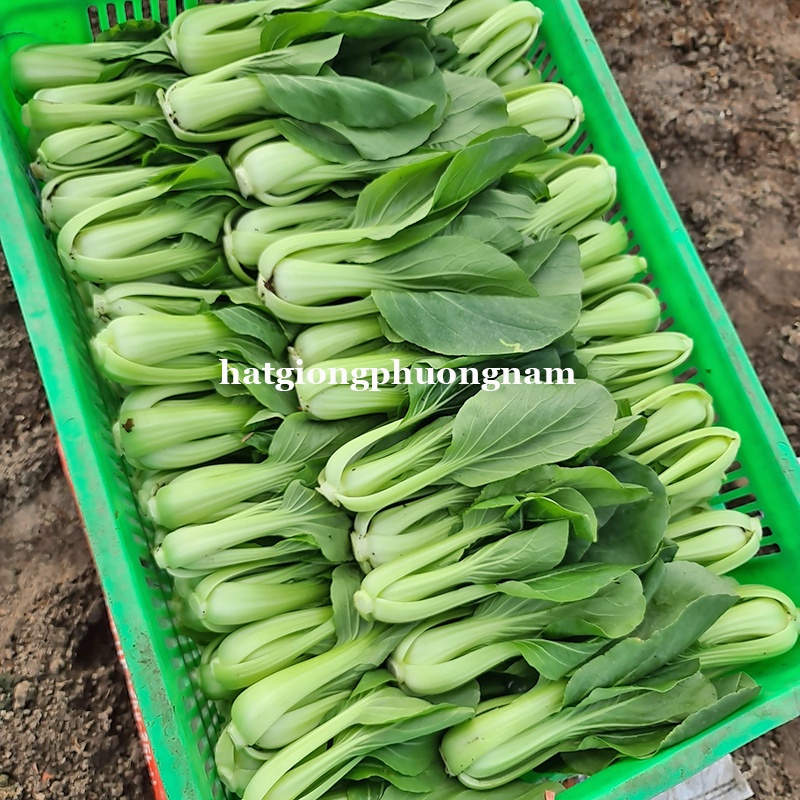 1GR - HẠT GIỐNG CẢI THÌA F1