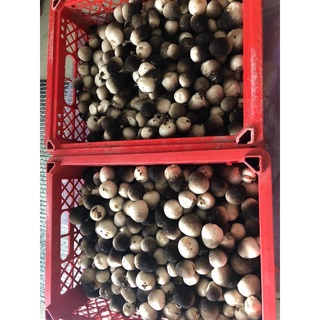 Nấm Rơm Việt Nam